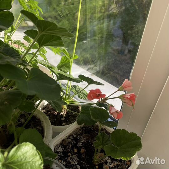 Герань пеларгония