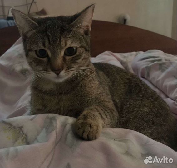Кошка