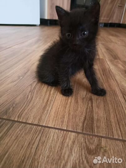 Кошка в дар