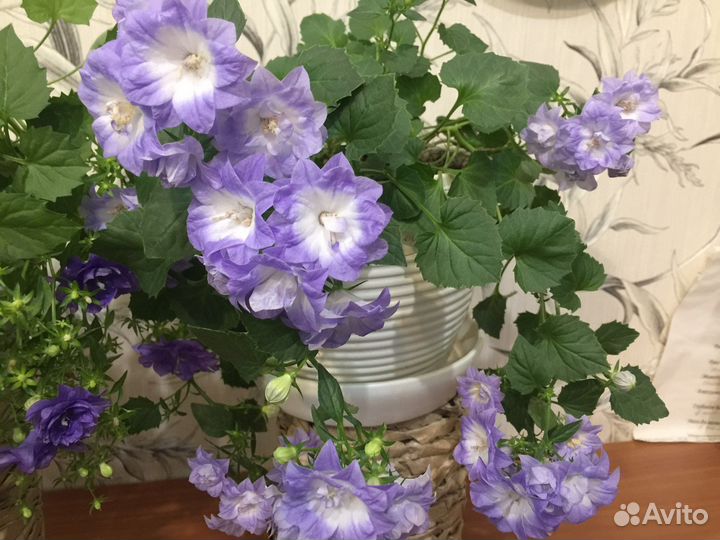 Кампанула махровая