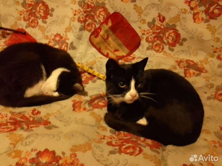 Кошки в добрые руки бесплатно