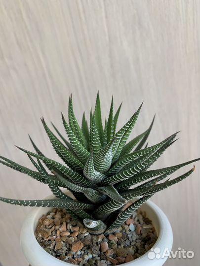 Суккуленты