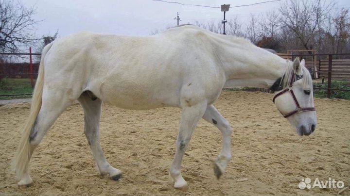 Лошадь мерин 2011