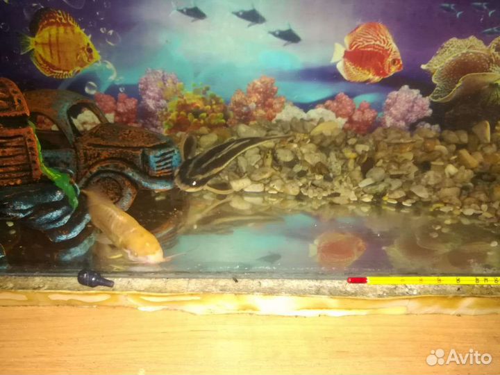 Аквариум с рыбками