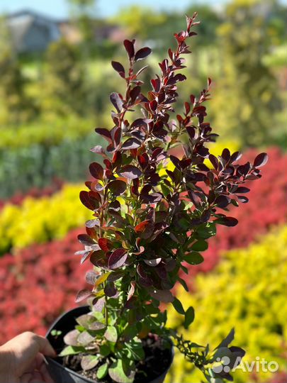 Саженцы барбариса