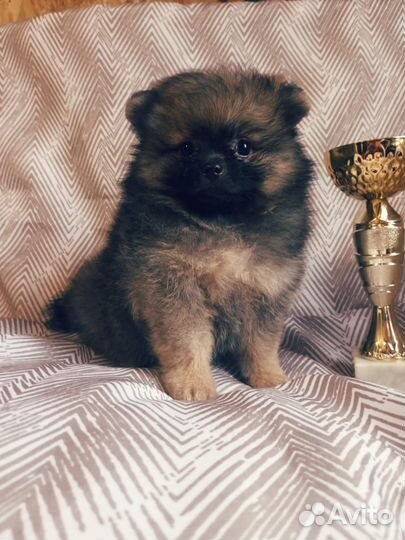 Мини мишки шпицы