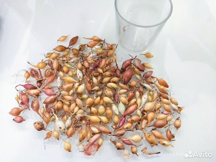 Лук севок озимый