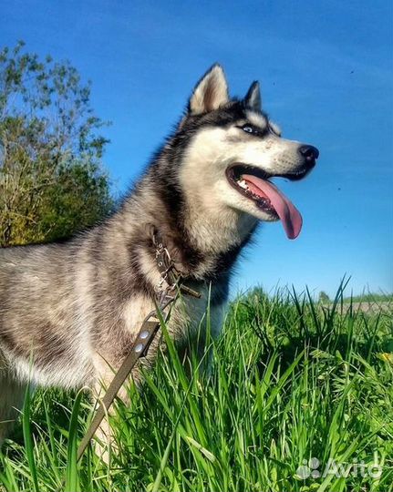 Щенки сибирской хаски