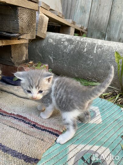 Отдам котят в добрые руки