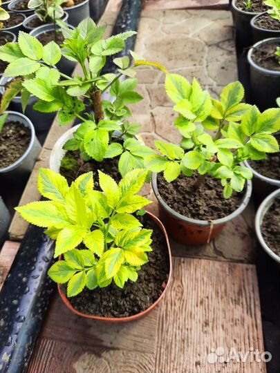 Бузина мадонна