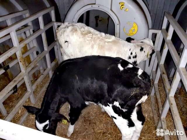 Бычки мясной породы