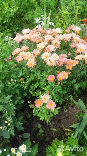 Хризантемы