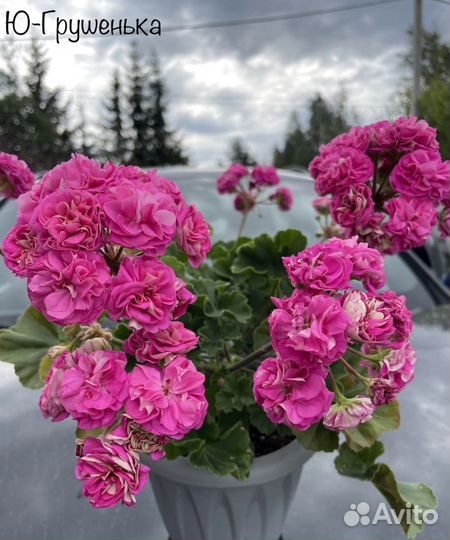 Срезы сортовых пеларгоний