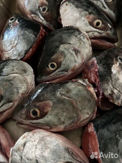 Головы лосося мороженные