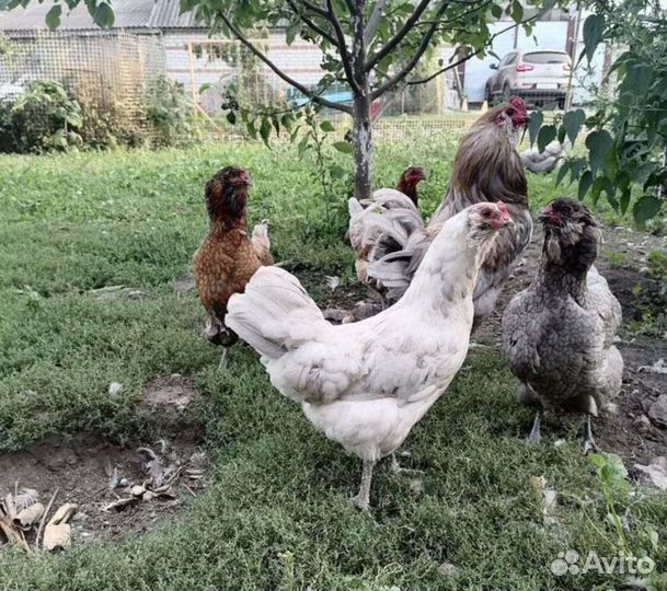 Инкубационное яйцо кур Араукана и Амераукан Легбар