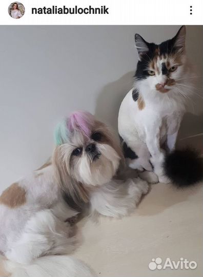 Стрижка, тримминг собак и кошек без наркоза