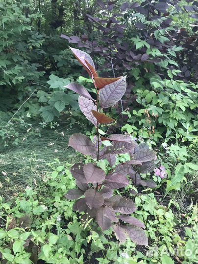 Черемуха вергинская