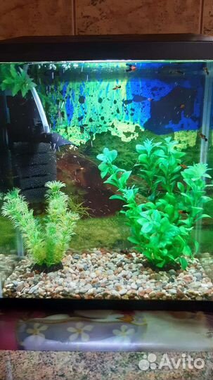 Аквариум