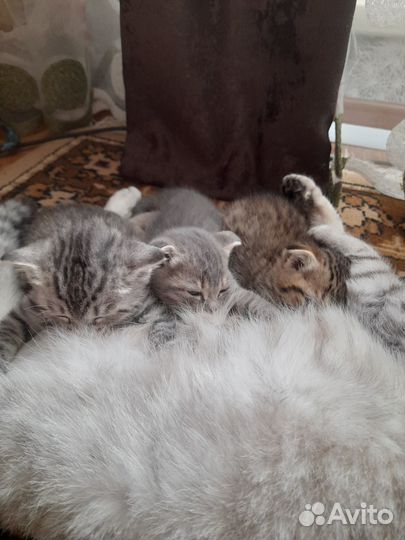 Котятки в добрые руки
