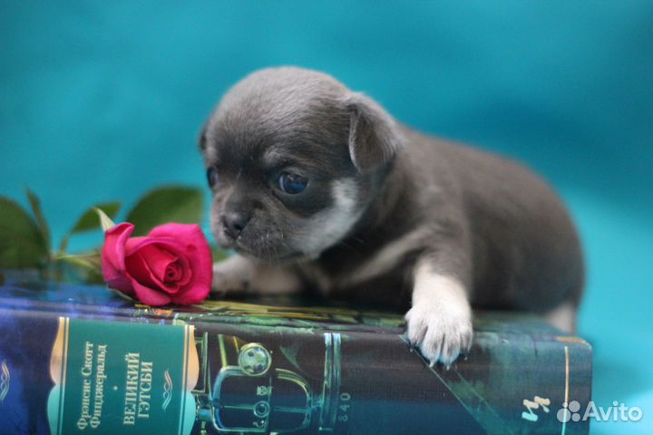 Очаровательные Пупсы)