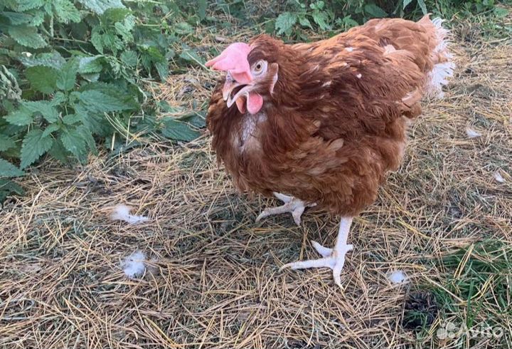 Куры от 50шт