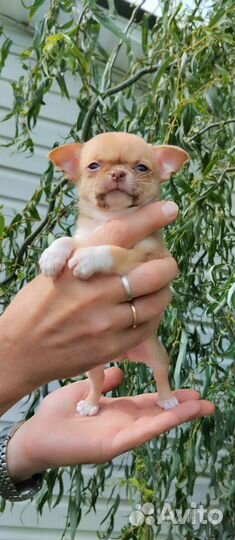 Детишки чишки