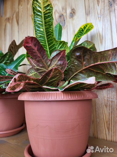 Кодиеум кротон Экселент