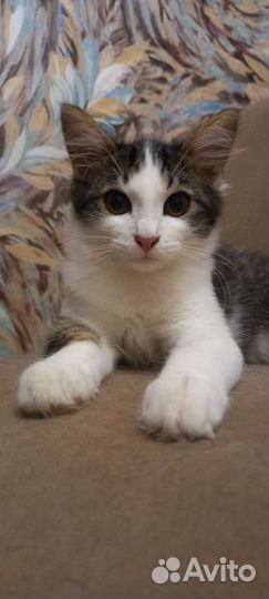 Кошечка в добрые руки