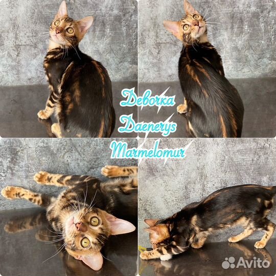 Бенгальские клубные котята с документами