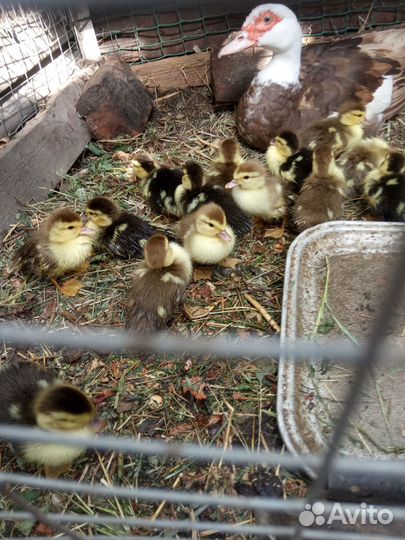 Утята индоутки