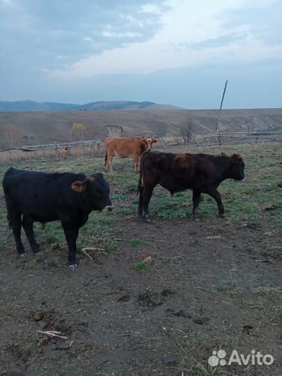 Бычки подсосные