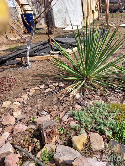 Пальма юкка (детки)