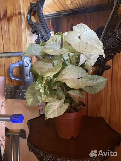 Комнатные растения