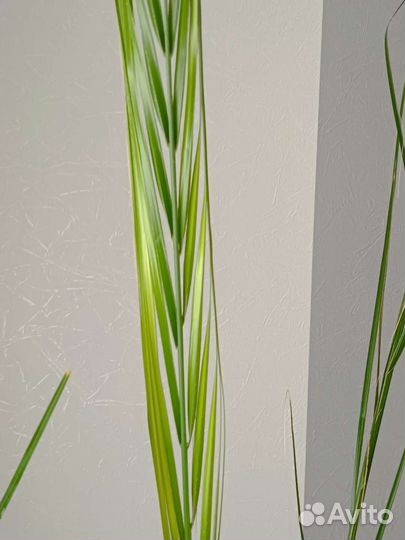 Финиковая-королевская пальма