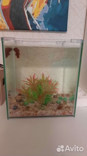 Аквариум