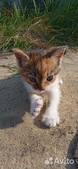 Котята в самые добрые руки