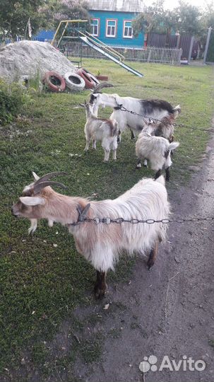 Коза альпийская