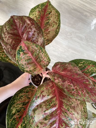 Аглаонема 10 карат платинум, модестум шотт