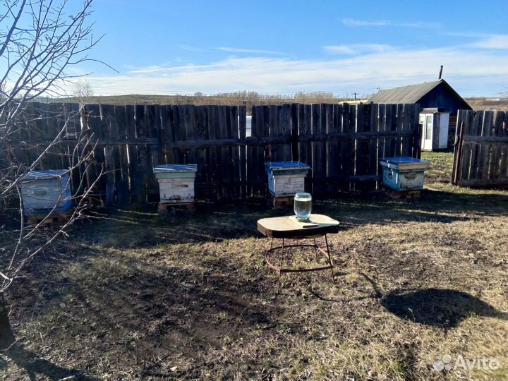 Пчелы, ульи и другой инвентарь