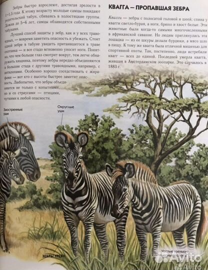 Энциклопедия животные иллюстрированная для детей