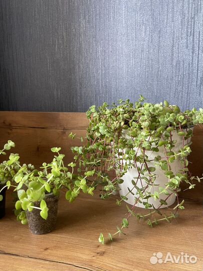 Красула пеллюцида