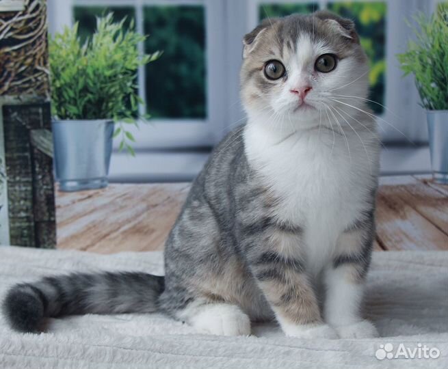 Шотландский вислоухий котенок
