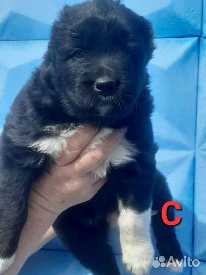 Собаки щенки