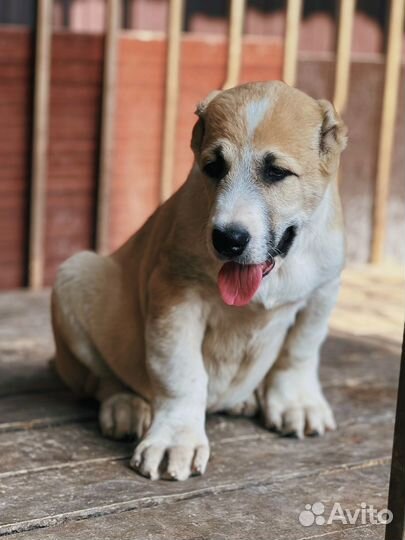 Щенок гигант