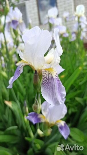 Ирисы бородатые сортовые