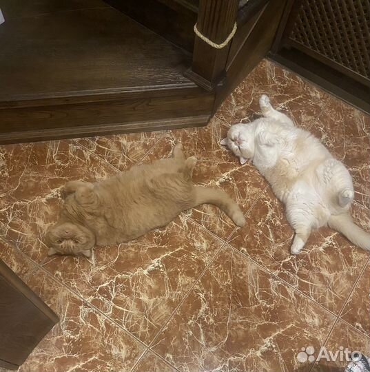 Кот британский