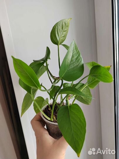 Сциндапсус эпипремнум золотистый