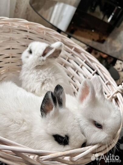 Декоративные кролики