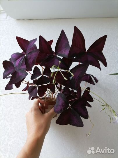 Оксалис кислица. Герань/Пеларгония.Кливия