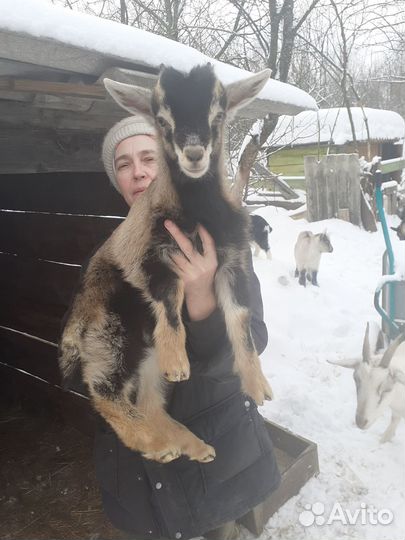 Продаю козлят